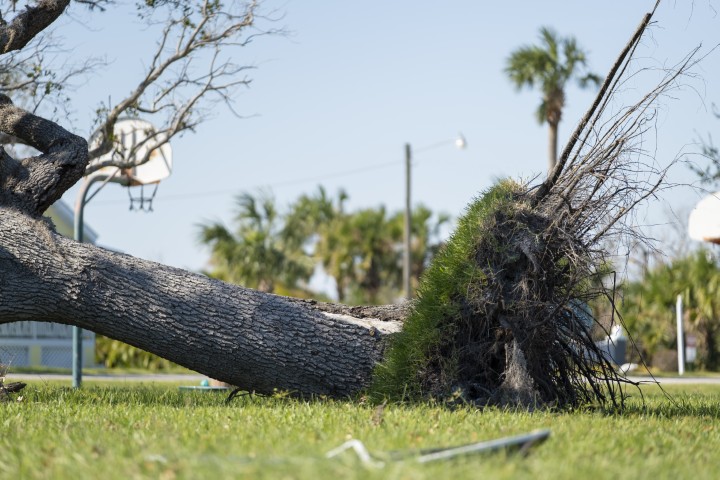 A fallen tree
