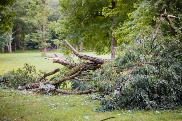 A fallen tree
