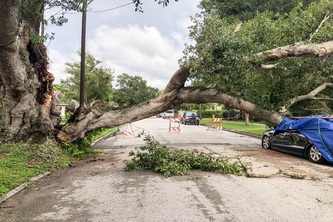 A car destroyed by a knocked down tree
