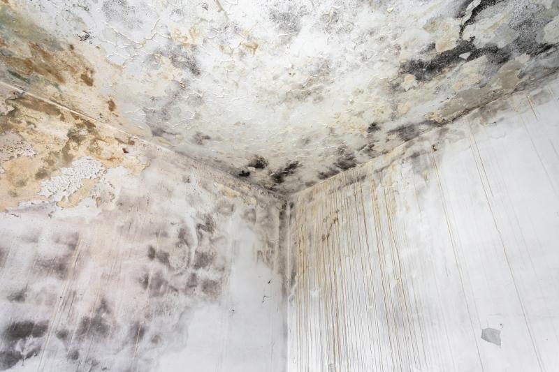 A moldy ceiling and wall