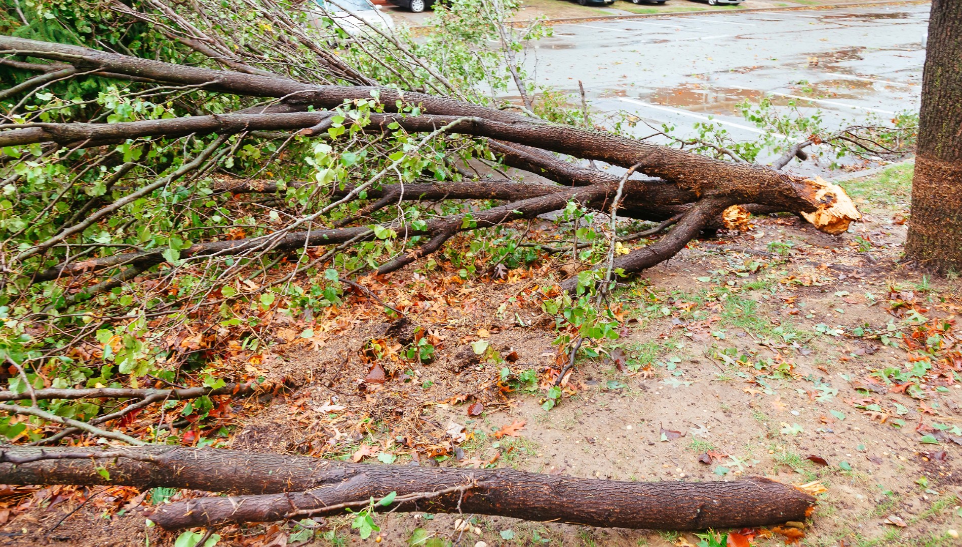 Large branches on the ground after a storm